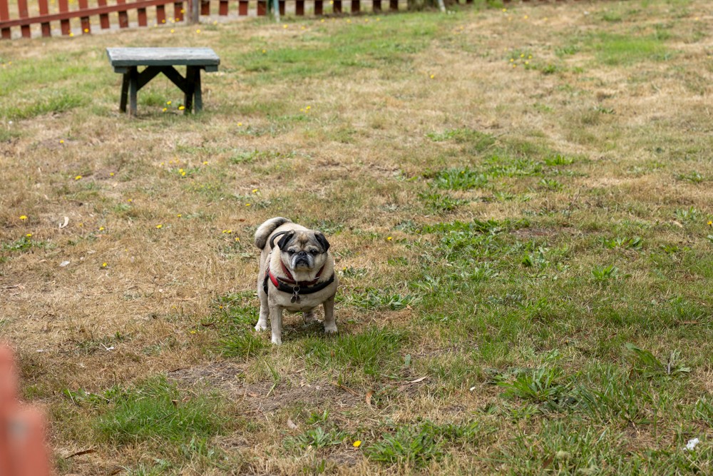 Ocean Cove Lodge Doggie Park with open space for pets to play